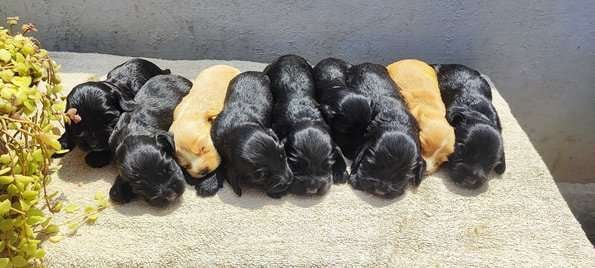 Cocker Spaniel For Sale In Coimbatore