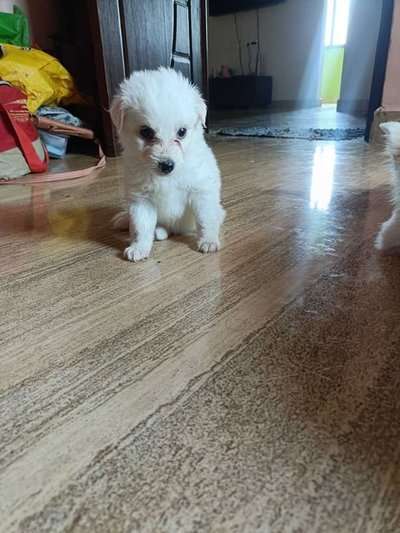 Pomeranian For Sale In Chennai