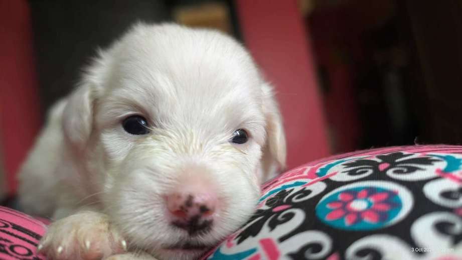 Lhasa Apso For Sale In Chennai