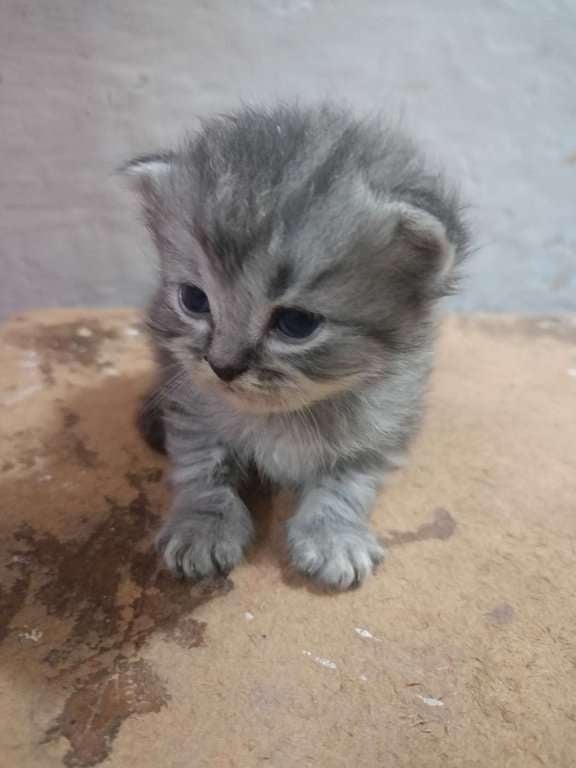 Persian For Sale In Bhopal