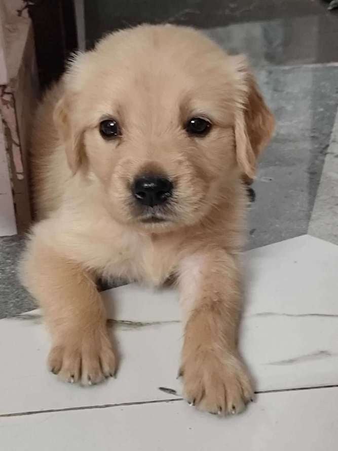 Golden Retriever For Sale In Gurgaon
