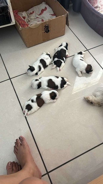 Shih Tzu For Sale In Dehradun