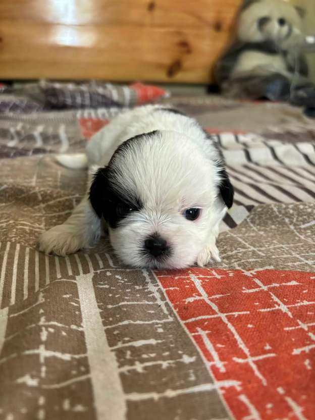 Shih Tzu For Sale In Dehradun