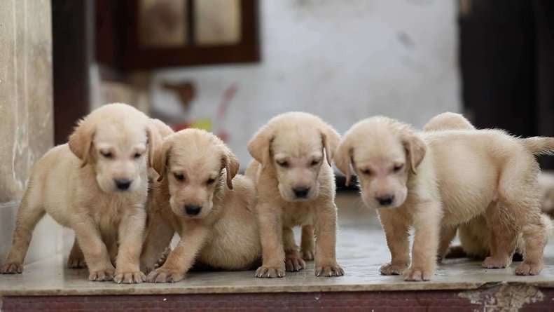 Labrador Retriever For Sale In Ernakulam