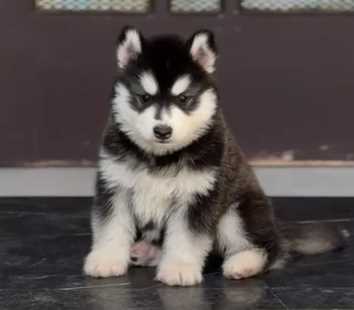 Siberian Husky For Sale In Jaipur