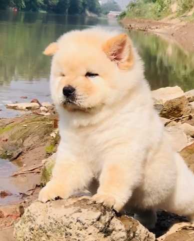 Chow Chow For Sale In Jaipur
