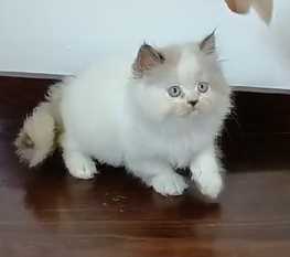 Ragdoll For Sale In Mumbai