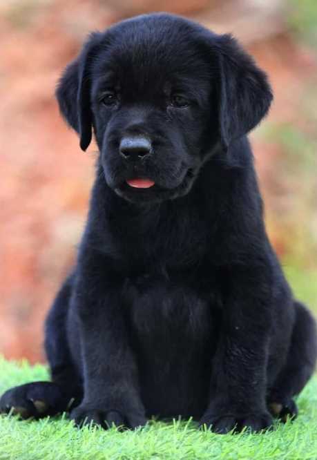 Labrador Retriever For Sale In Mansa PB