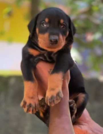 Doberman For Sale In Hindupur