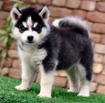 Siberian Husky For Sale In Mohali