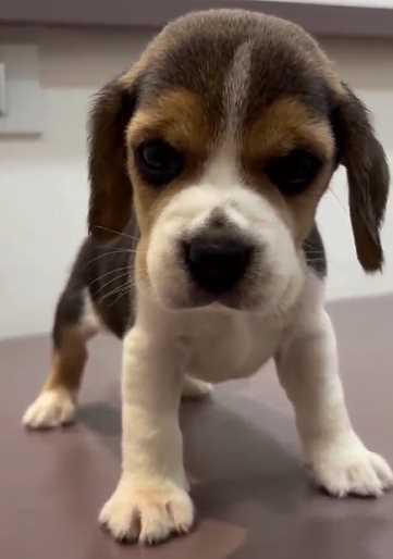 Beagle For Sale In Pune