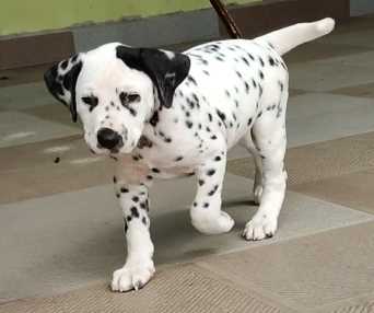Dalmatian For Sale In Delhi