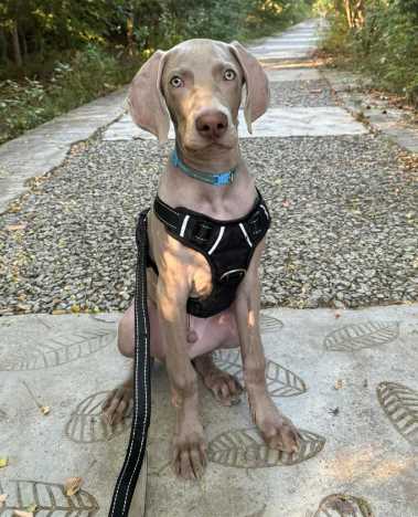 Weimaraner For Sale In Visakhapatnam