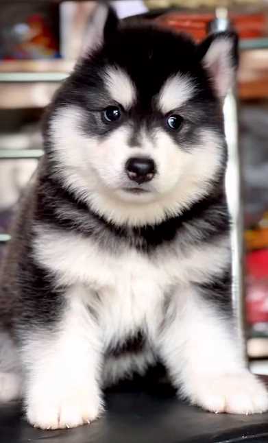 Siberian Husky For Sale In Jaipur