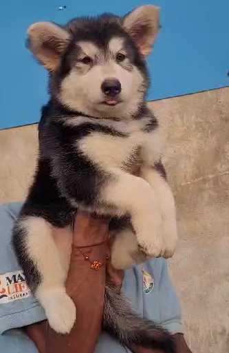 Alaskan Malamute For Sale In Dindori