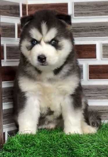 Siberian Husky For Sale In Firozpur
