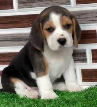 Beagle For Sale In Nawanshahr