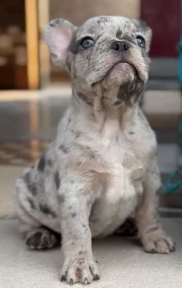 French Bulldog For Sale In Ludhiana