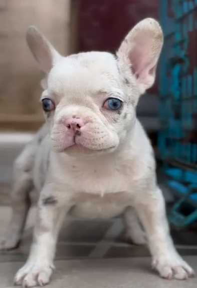 French Bulldog For Sale In Nawanshahr