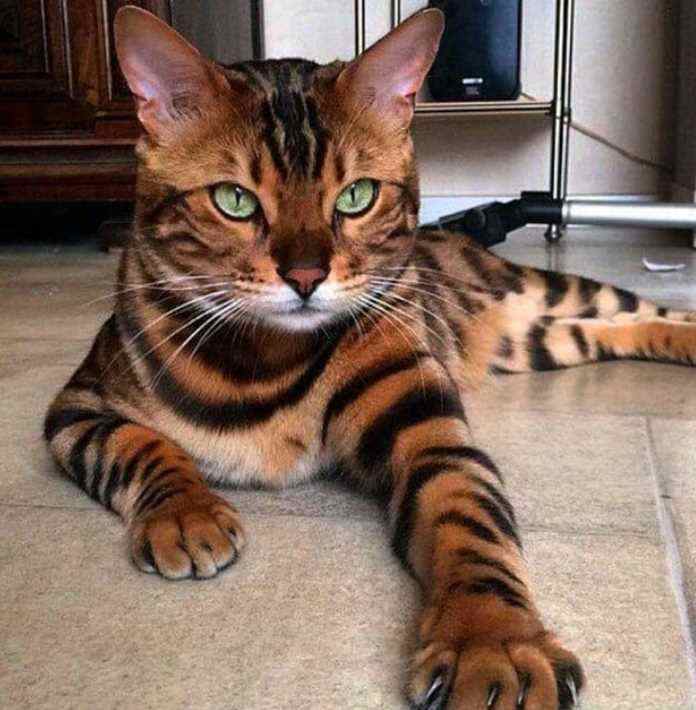 Bengal For Sale In Delhi