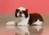 Shih Tzu For Sale In Lucknow