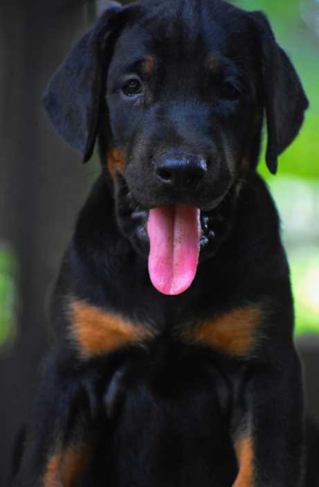 Doberman For Sale In Kottayam