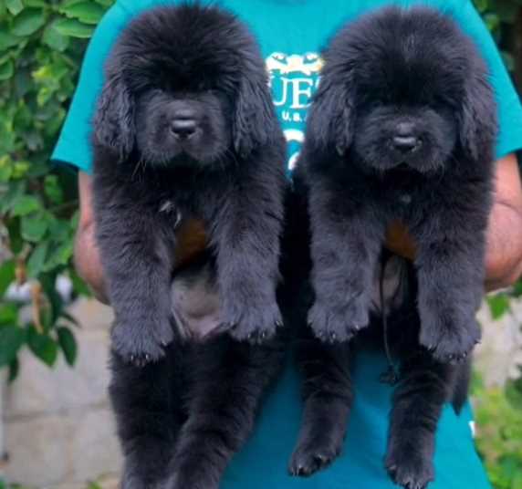 Newfoundland For Sale In Bangalore