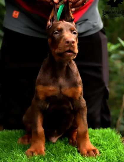 Doberman For Sale In Kozhikode