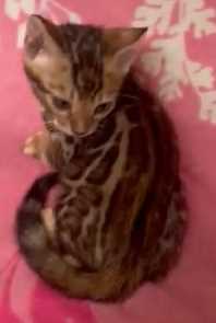 Bengal For Sale In Budaun