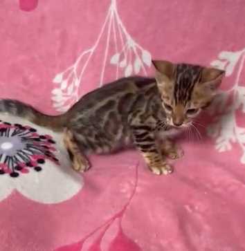 Bengal For Sale In Budaun