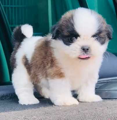 Shih Tzu For Sale In Moga
