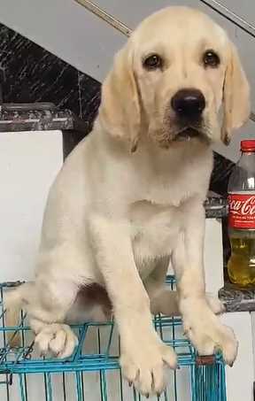 Labrador Retriever For Sale In Jaipur