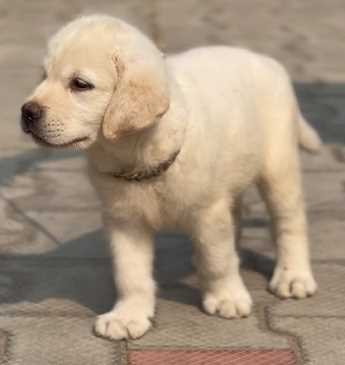 Labrador Retriever For Sale In Jaipur