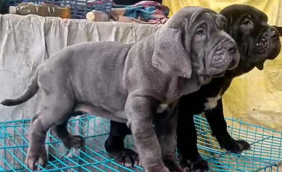 Neapolitan Mastiff For Sale In Bangalore