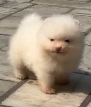 Toy Pomeranian For Sale In Moga
