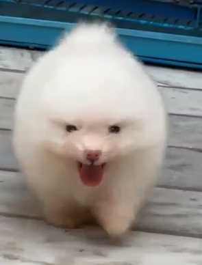 Toy Pomeranian For Sale In Moga