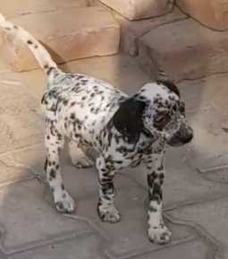 Dalmatian For Sale In Mohali