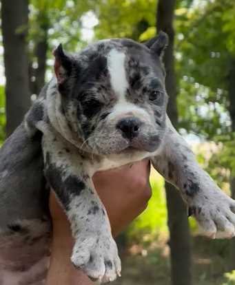 American Bully For Sale In Kapurthala