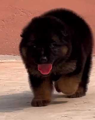 German Shepherd For Sale In Jaipur