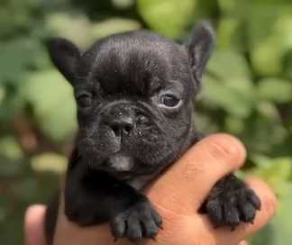 French Bulldog For Sale In Moga