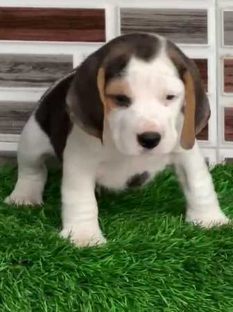Beagle For Sale In Mohali