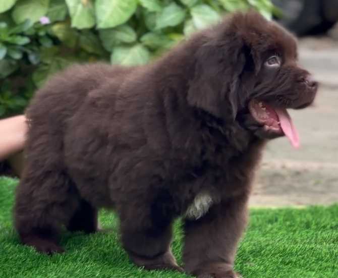 Newfoundland For Sale In Delhi