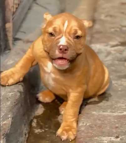 American Bully For Sale In Mansa PB