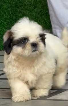 Shih Tzu For Sale In Mohali