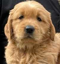 Golden Retriever For Sale In Jaipur