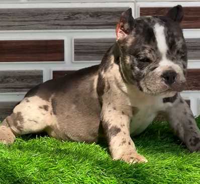 American Bully For Sale In Ludhiana
