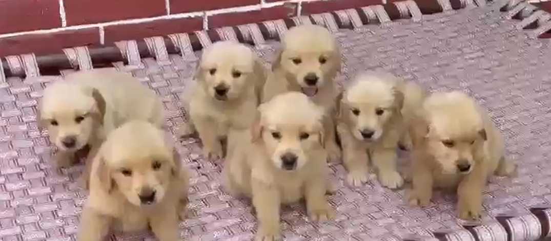 Golden Retriever For Sale In Ludhiana