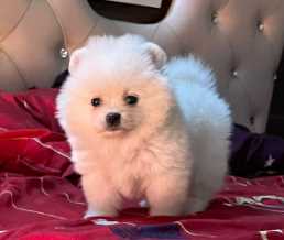 Toy Pomeranian For Sale In Mohali