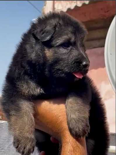 German Shepherd For Sale In Jaipur