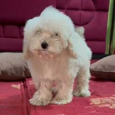 Cavapoo For Sale In Delhi